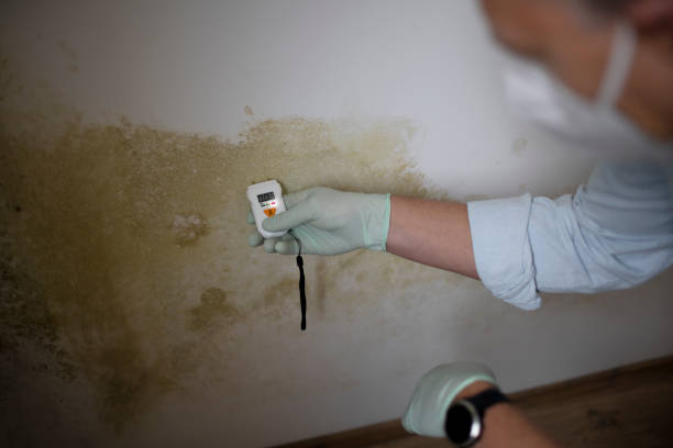 Trusted Fulton, MS Mold Removal Experts